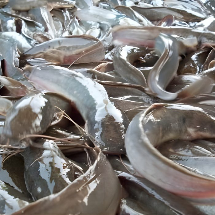 Ikan Lele